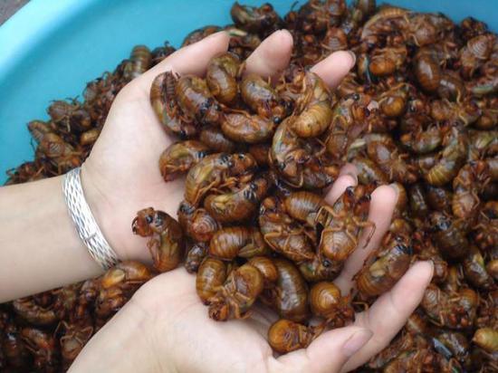 ▲知了猴是一种常见的林木害虫,今后不能被食用引发关注(图片来自网络)