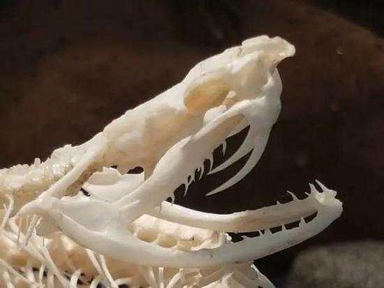 白唇竹叶青蛇头骨(图片来源:Catawiki)