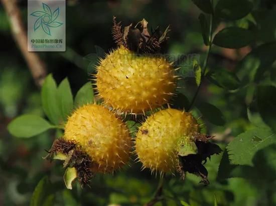 刺梨 图片来源:中国植物图像库