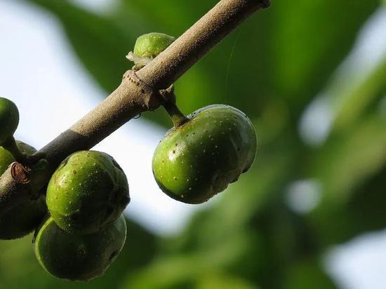 “优昙钵花”。图片:Lưu Ly / wikimedia