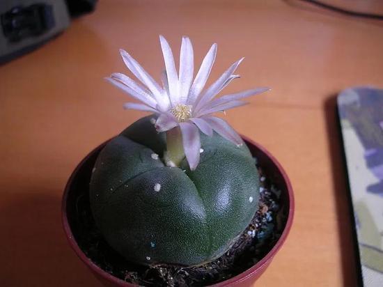 开花的乌羽玉。乌羽玉含有精神生物碱,会使人产生幻觉,在我国受到严格管制。图片:Webaware / wikimedia