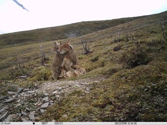 无时无刻不在玩耍的荒漠猫幼崽 供图:山水自然保护中心