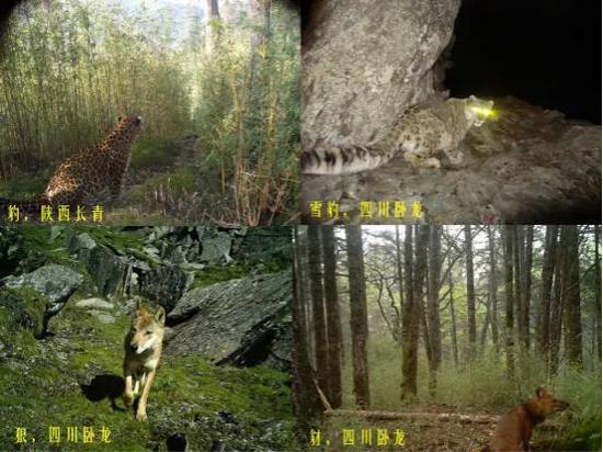 图:大熊猫分布区内当前栖息的4种大型食肉动物(课题组红外相机拍摄)