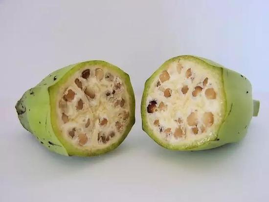 野蕉(图片来源:维基百科Musa balbisiana条目)