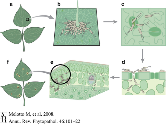 细菌入侵植物气孔示意图。图片来源:doi: 10.1146/annurev.phyto.121107.104959