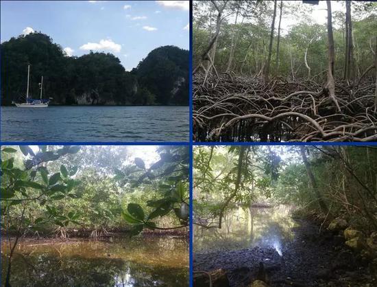 科研人员推测与缅甸琥珀森林相似的场景(中美洲多米尼加的海岸森林)