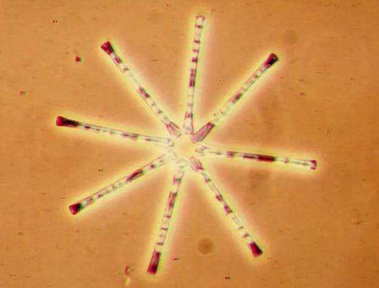 星形排列的联星硅藻属(Asterionella)群体。图片:nps.gov