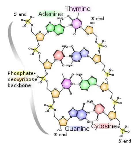 脱氧核糖核酸(DNA)的化学分子结构。图源:Wikipedia