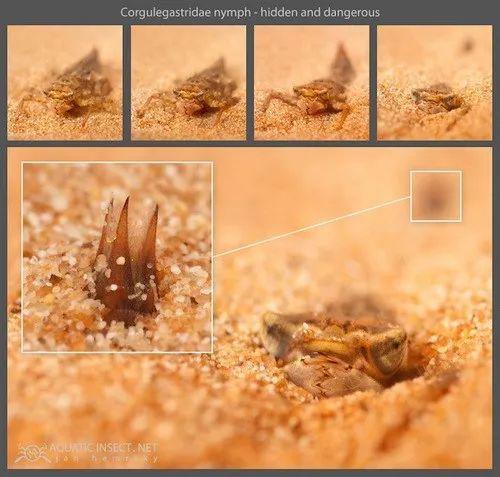 大蜓科稚虫 (图片来源:aquaticinsect.com)