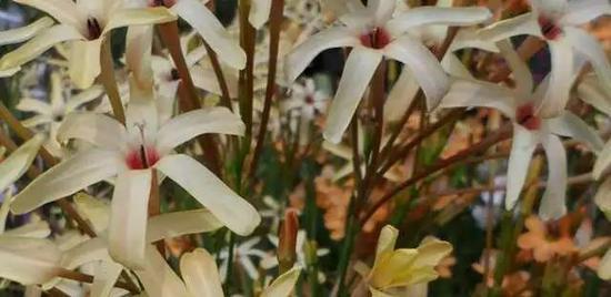 ‘Eos’。图片:davesgarden