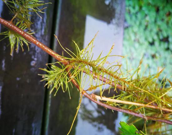 这些羽毛状的沉水叶,经常被人们误认成菱的同化根。图片:江南蝶衣