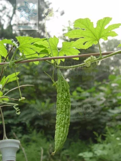 苦瓜 图片来源:中国植物图像库