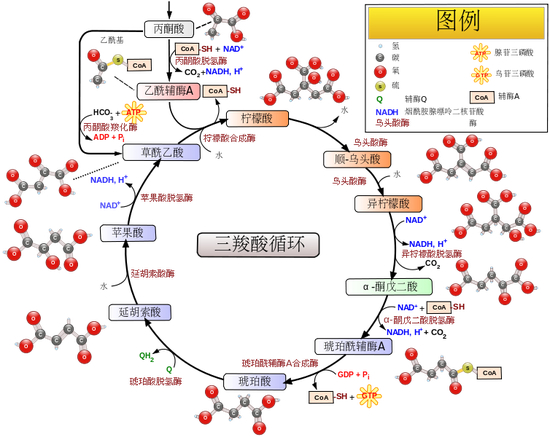让人一背完就忘记的三羧酸循环丨wikipedia