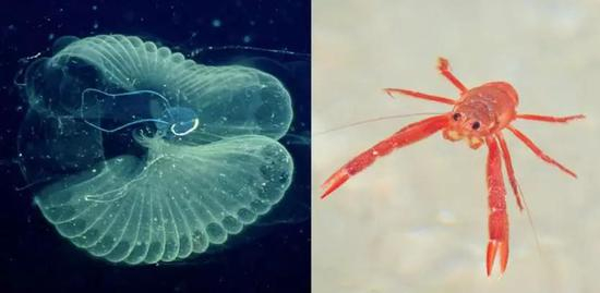 海洋生物以微小的有机颗粒为食,比如巨型幼虫 (左) 和远洋红蟹 (右) ,它们可能会不小心吞食水下数百米深处的塑料微粒 | 图片来源:Scientific Reports