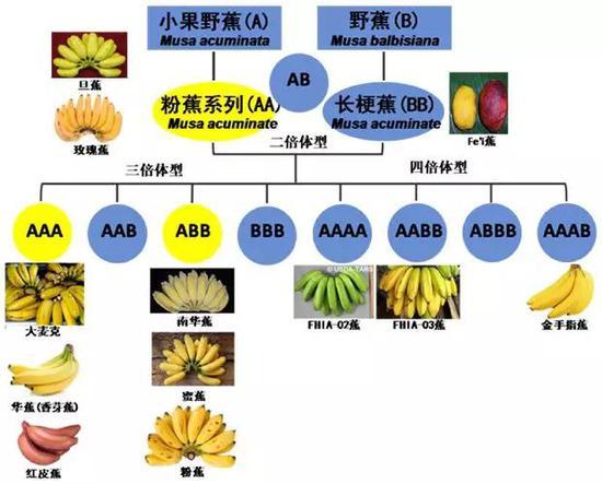 一般将小果野蕉含有的基因组统称为A组染色体,而野蕉则称为B组染色体。目前主要的香蕉品种基因情况及形态特征。其中,国人食用的主要是华蕉和粉蕉品种,二者均为人工选育的香蕉品种,但在分类学上是两个物种。(图片来源见参考资料,有改动)