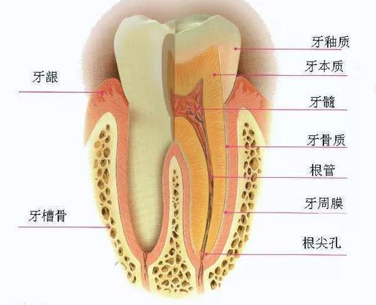 图1。 人类的牙齿结构图