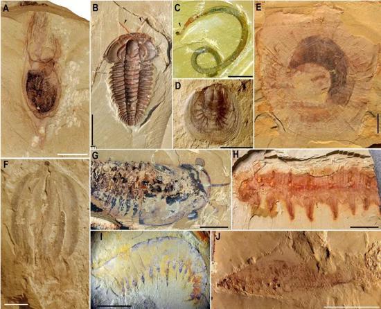 5.18亿年前澄江生物群化石(图片来源:南京古生物所)