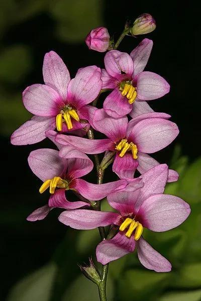 品红色的小鸢尾。图片:SAplants / wikimedia