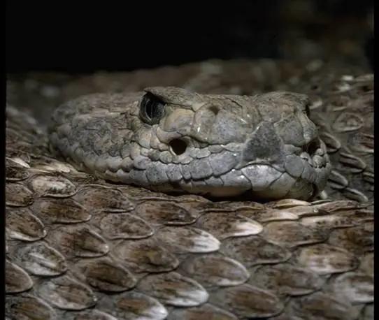 西部菱背响尾蛇,可见眼斜下方的颊窝(图片来源:reptile database)