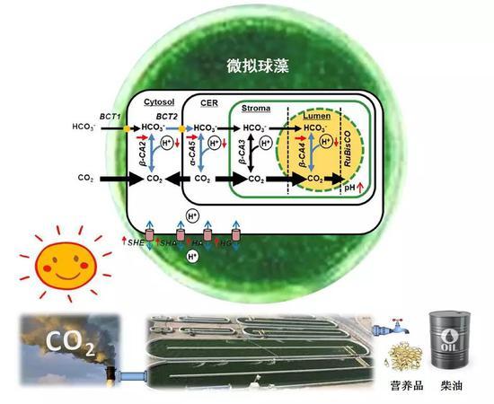 微拟球藻逆进化调控机制图(图片来源:中科院青岛生物能源与过程研究所单细胞中心)