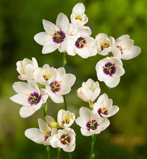 ‘星光’。图片:gardenia
