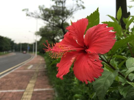 苹果iPhone 6s Plus拍摄