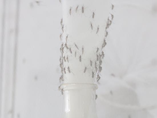 实验用活蚊