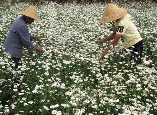 图为:除虫菊