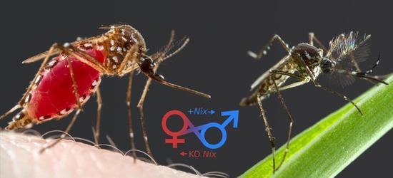 全都是套路 蚊子为何只对你情有独钟