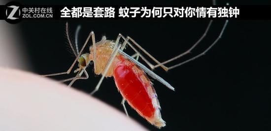 全都是套路 蚊子为何只对你情有独钟