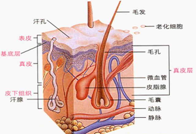 皮肤组织结构