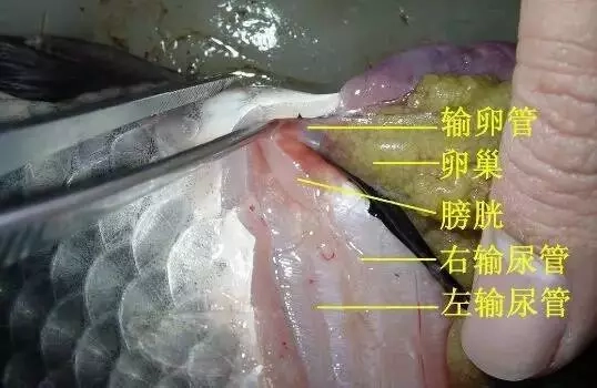 鱼尿在哪,这回看清楚了吧