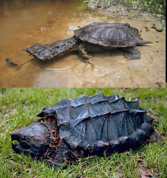 枯叶龟(Matamata)与鳄龟(Alligator snapping turtle)。图片来源:strangeanimals.info/Wikipedia