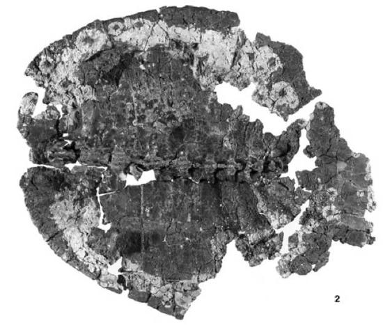 图3 Xinjiangchelys qiguensis。图:Matzke et al。