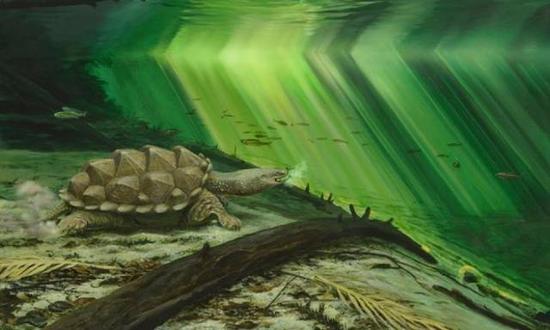 Platychelys oberndorferi在古环境中的生活场景重建。图:P。 R?schli ,来源:论文原文