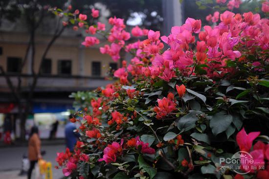 光圈:F2 快门:1/256 sec ISO:800(点击查看原图)