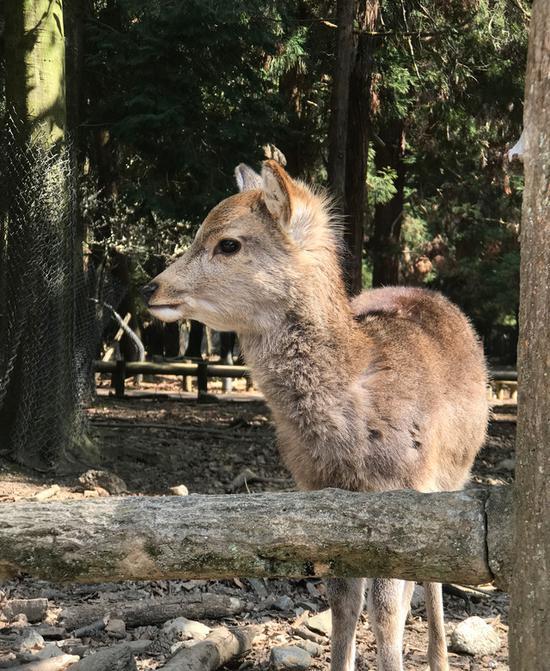 奈良的鹿