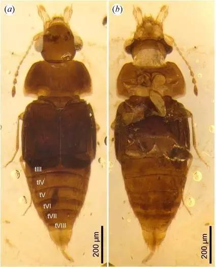 “黄花菜”团队在热河生物群淘到的巨须隐翅虫化石