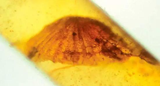 Palaeoagaracites antiquus Poinar & Buckley, 2007