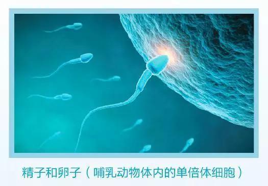 图1 哺乳动物的精子和卵子(资料图)