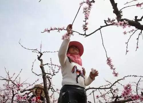 ▲“蜜蜂人”(图片来自网络)