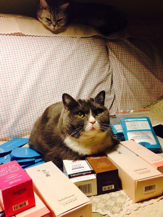 有了猫以后家里的沙发就裹得严严实实,猫毛太可怕了
