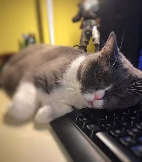 我们家猫对键盘的谜之喜爱