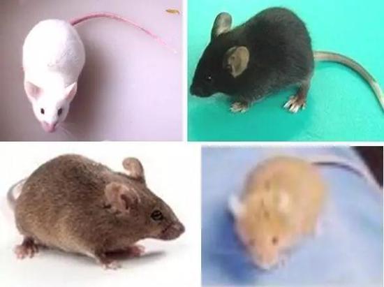 实验小鼠(Mus musculus)(图片来源于网络)