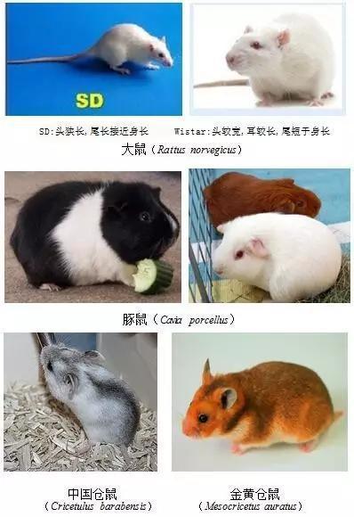 几种常用实验鼠(前五来自网络,第六张金黄仓鼠蒙由徐平教授提供)