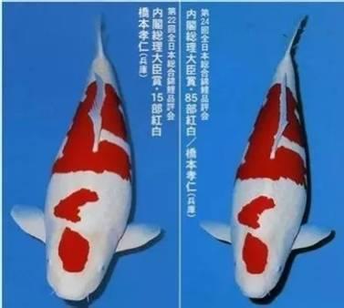 图十二:一代名鲤“娄兰”。娄兰曾在全日本锦鲤大赛第22(左)和第24届(右)中轻松的获得全日本总合优胜。(图片来自网络)