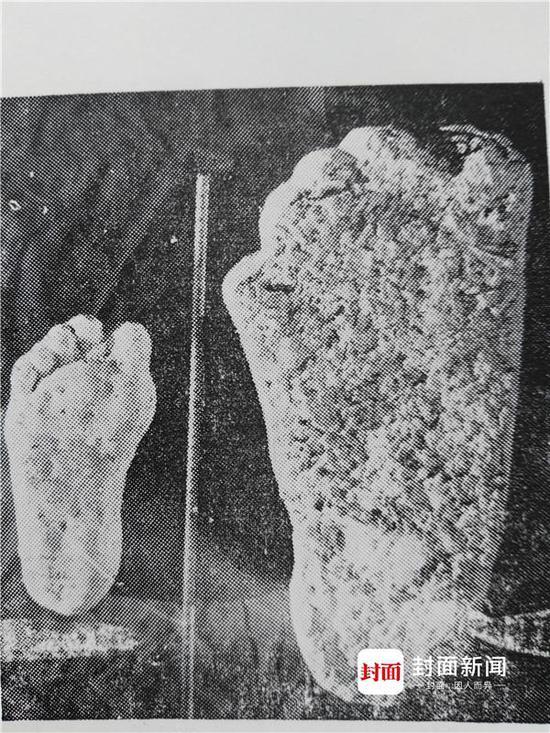 图为神农架枪刀山上发现的“野人脚印(右)与现代成年男子脚印模型比较。(图片均由湖北省野人考察研究会会长王善才提供)