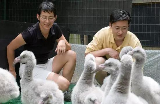 丽娜·汀和张杨辉,以及火烈鸟幼崽