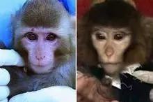 伊朗宣称的航天猴上天前后相貌有些不同
