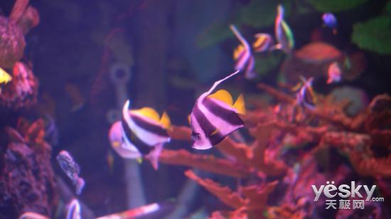 4K视频- ISO6400高感测试